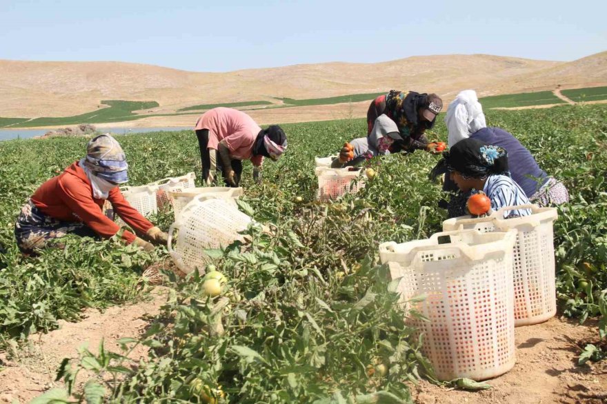 Prof. Dr. Tuna Katırcıbaşı: 