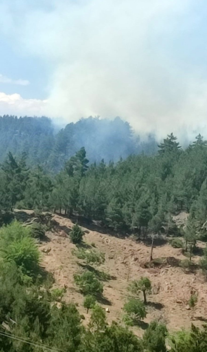 Adana’da orman yangını