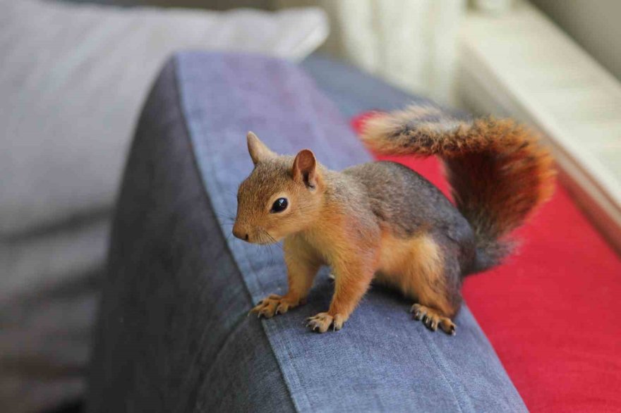 Doğada buldukları sincabı kışın korudular, yazın doğaya bıraktılar