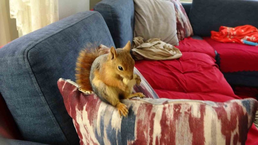 Doğada buldukları sincabı kışın korudular, yazın doğaya bıraktılar