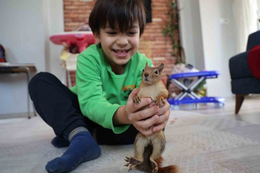 Doğada buldukları sincabı kışın korudular, yazın doğaya bıraktılar