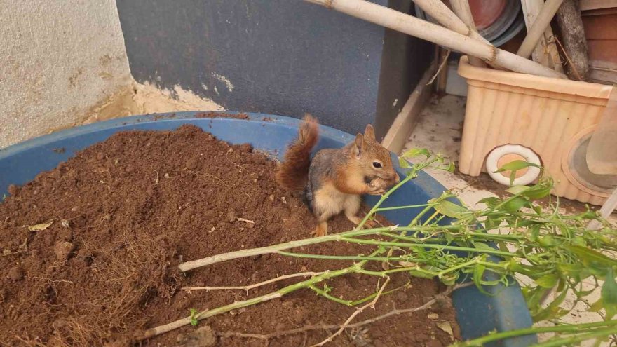 Doğada buldukları sincabı kışın korudular, yazın doğaya bıraktılar