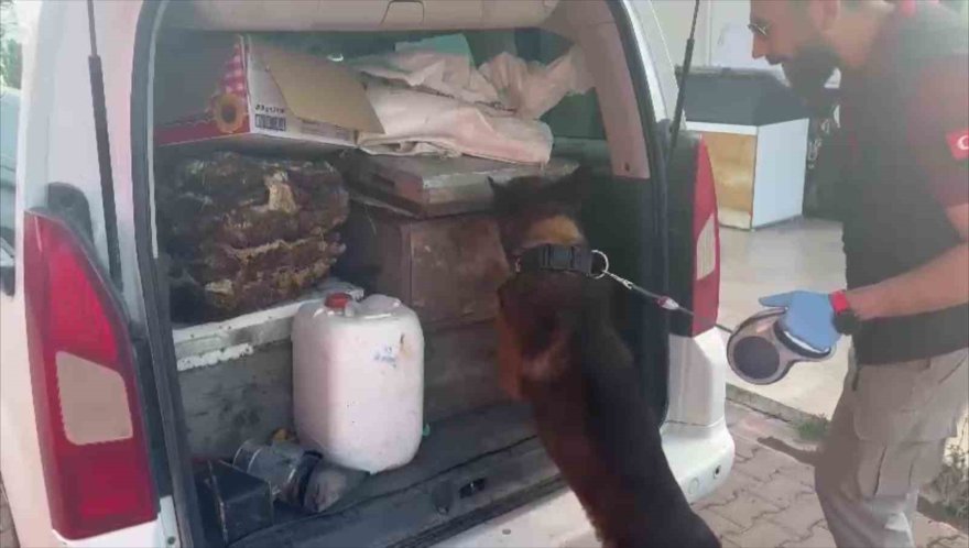 Torbacılar yakalanınca “Kraliçe arı” taşıdıklarını söyledi