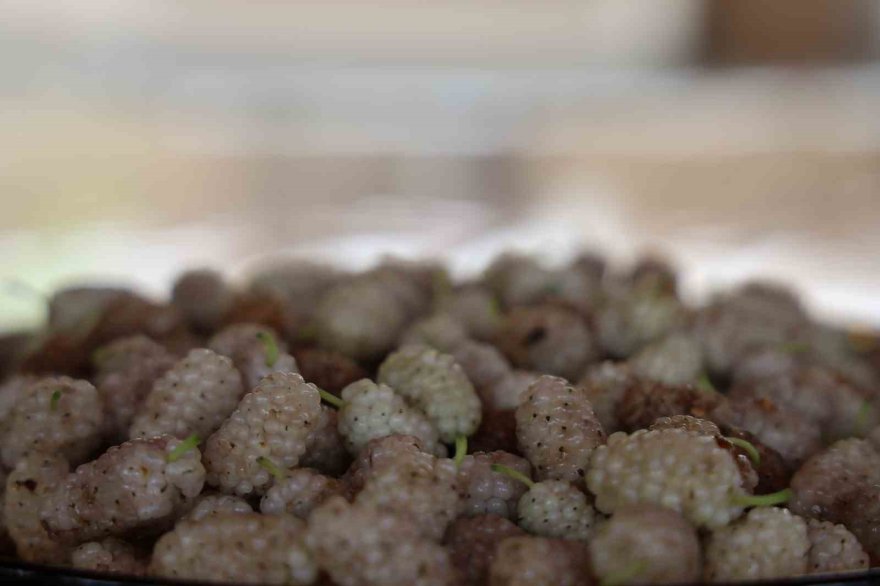 Adana sıcağında dutun şifalı yolculuğu başladı