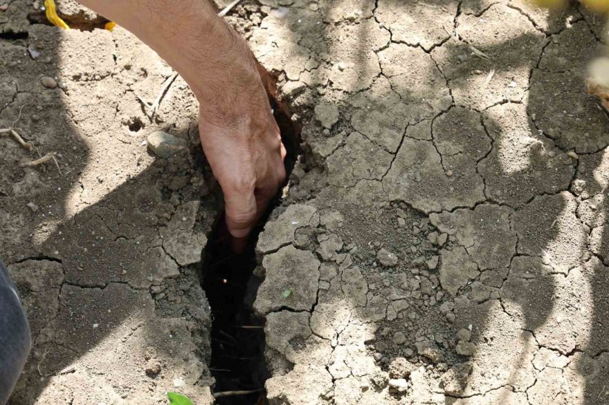 Sıcak toprağı çatlattı, ayçiçekleri erken kurudu