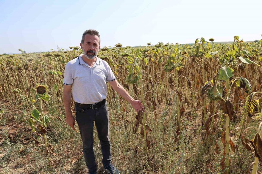 Sıcak toprağı çatlattı, ayçiçekleri erken kurudu