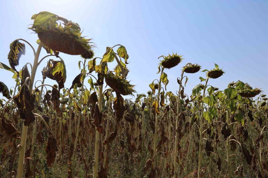 Sıcak toprağı çatlattı, ayçiçekleri erken kurudu
