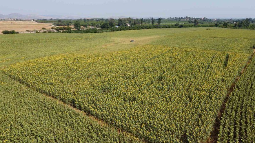 Sıcak toprağı çatlattı, ayçiçekleri erken kurudu