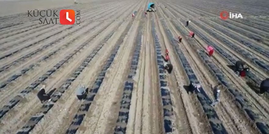 Yılın ilk karpuz fideleri ekildi